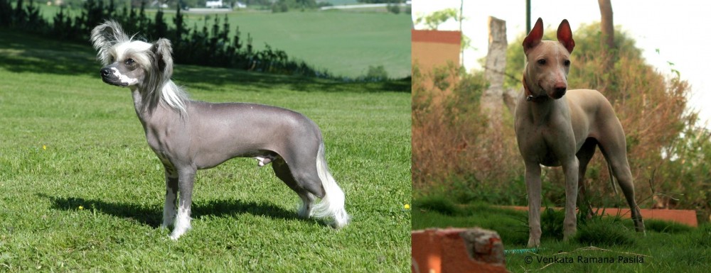 Jonangi vs Chinese Crested Dog - Breed Comparison