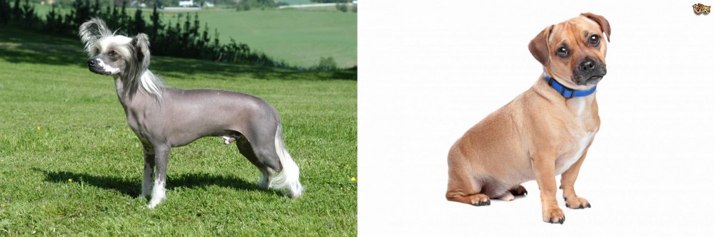 Jug vs Chinese Crested Dog - Breed Comparison