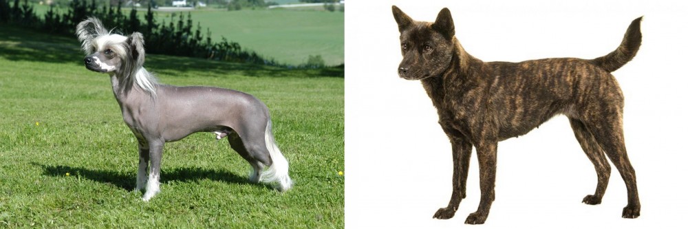 Kai Ken vs Chinese Crested Dog - Breed Comparison