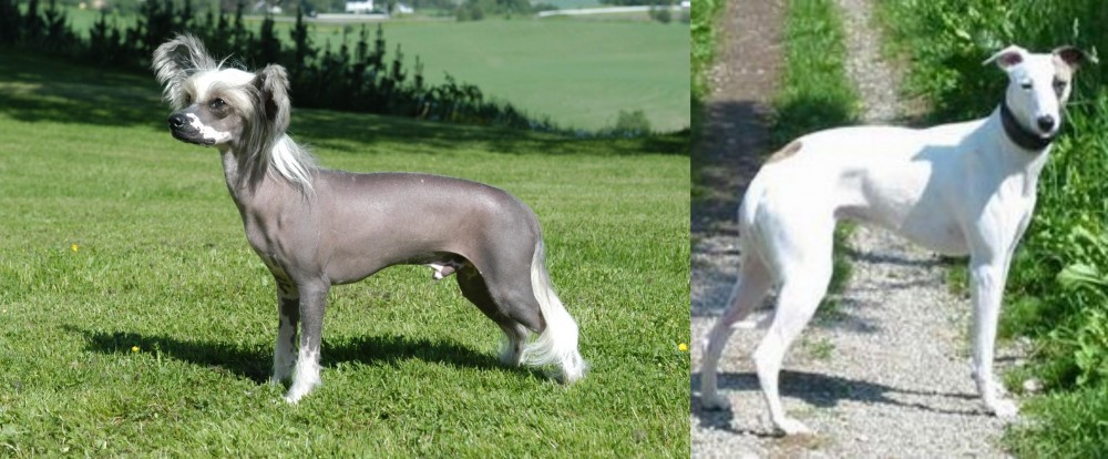 Kaikadi vs Chinese Crested Dog - Breed Comparison