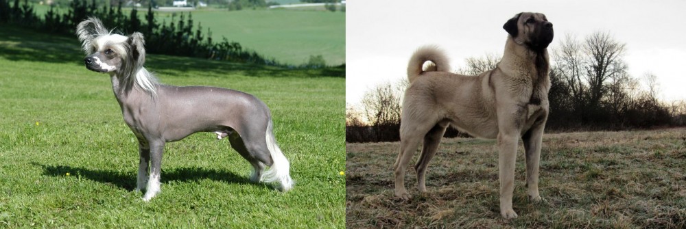 Kangal Dog vs Chinese Crested Dog - Breed Comparison