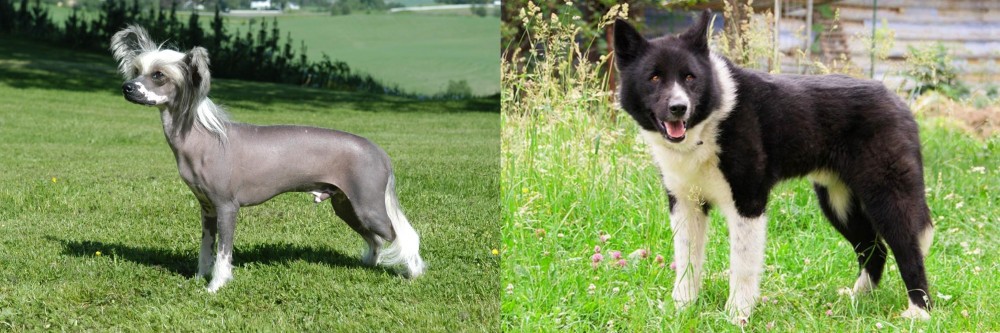 Karelian Bear Dog vs Chinese Crested Dog - Breed Comparison
