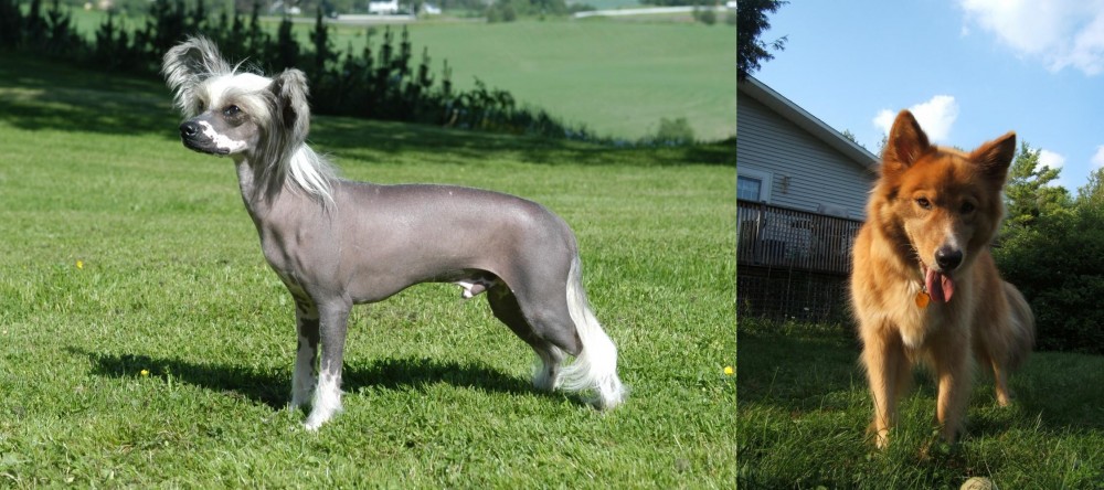 Karelo-Finnish Laika vs Chinese Crested Dog - Breed Comparison