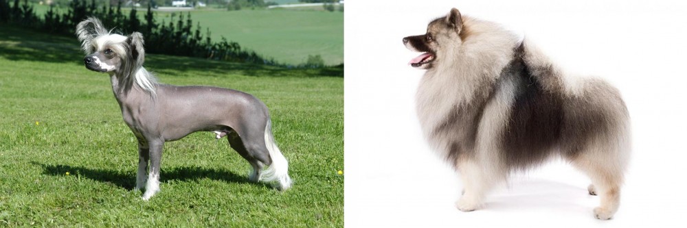 Keeshond vs Chinese Crested Dog - Breed Comparison