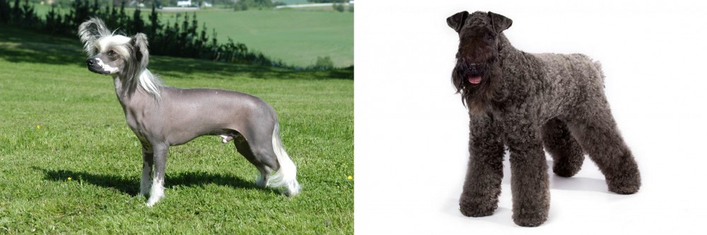 Kerry Blue Terrier vs Chinese Crested Dog - Breed Comparison