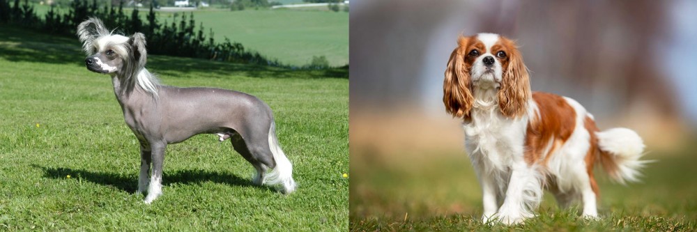 King Charles Spaniel vs Chinese Crested Dog - Breed Comparison