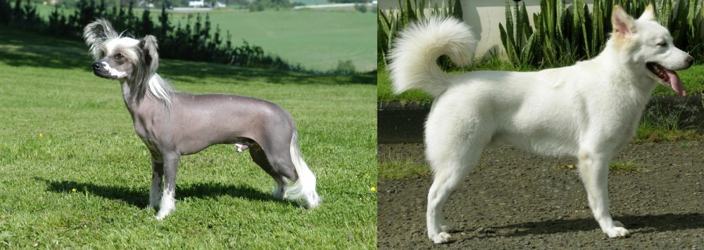 Kintamani vs Chinese Crested Dog - Breed Comparison
