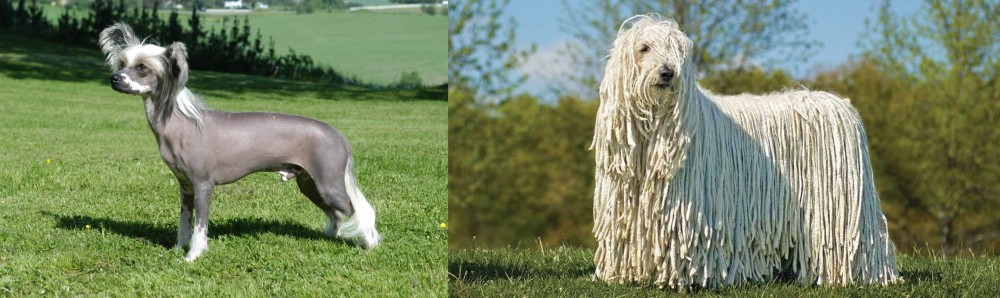 Komondor vs Chinese Crested Dog - Breed Comparison