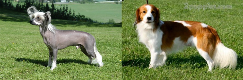 Kooikerhondje vs Chinese Crested Dog - Breed Comparison