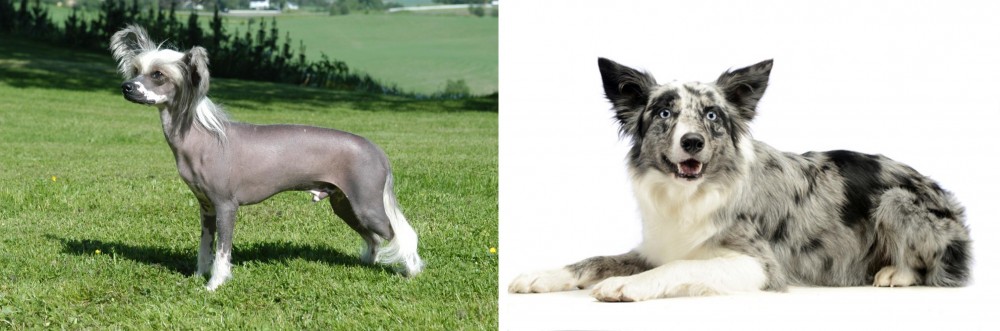 Koolie vs Chinese Crested Dog - Breed Comparison
