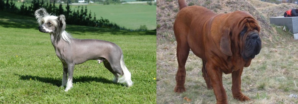 Korean Mastiff vs Chinese Crested Dog - Breed Comparison