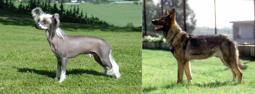 Kunming Dog vs Chinese Crested Dog - Breed Comparison