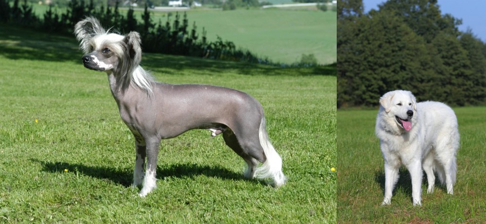 Kuvasz vs Chinese Crested Dog - Breed Comparison