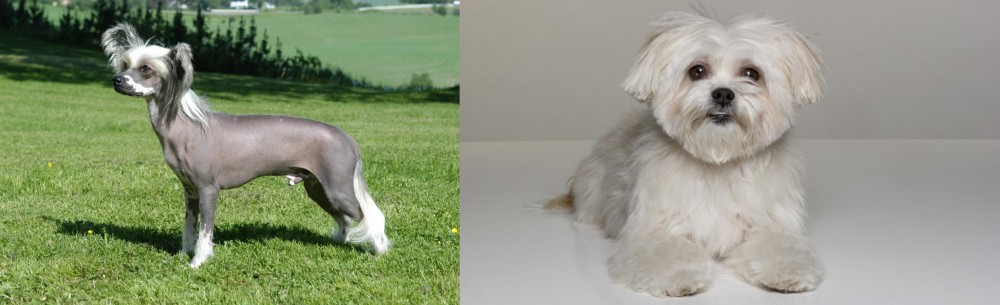 Kyi-Leo vs Chinese Crested Dog - Breed Comparison