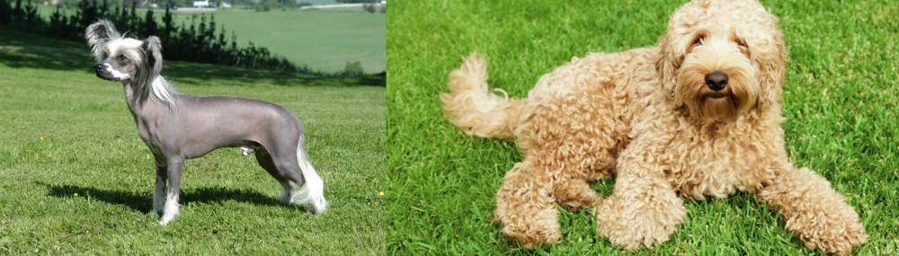 Labradoodle vs Chinese Crested Dog - Breed Comparison