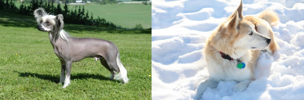 Labrador Husky vs Chinese Crested Dog - Breed Comparison