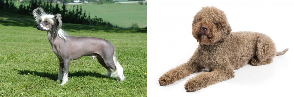 Lagotto Romagnolo vs Chinese Crested Dog - Breed Comparison