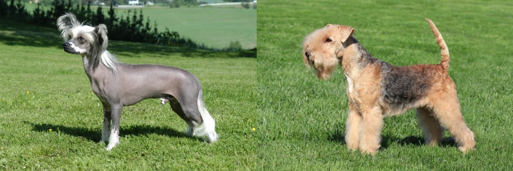 Lakeland Terrier vs Chinese Crested Dog - Breed Comparison