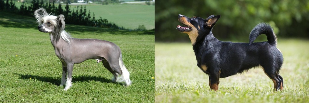 Lancashire Heeler vs Chinese Crested Dog - Breed Comparison