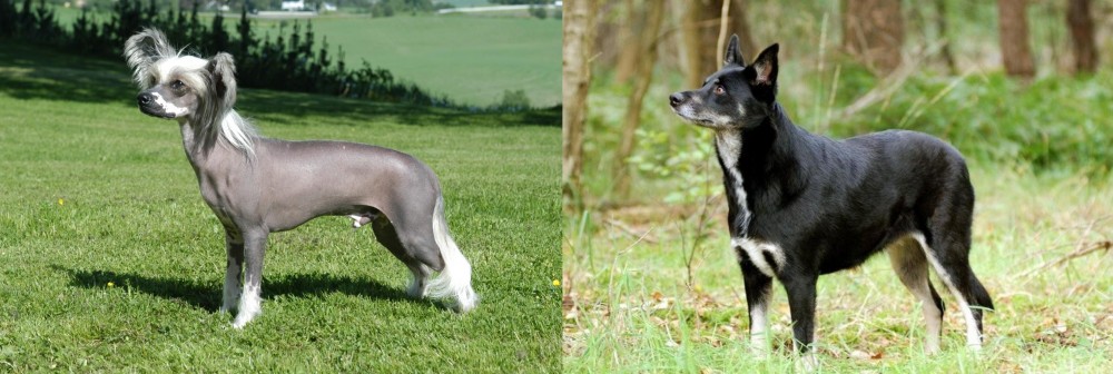 Lapponian Herder vs Chinese Crested Dog - Breed Comparison