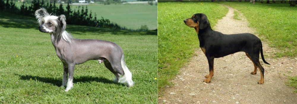 Latvian Hound vs Chinese Crested Dog - Breed Comparison