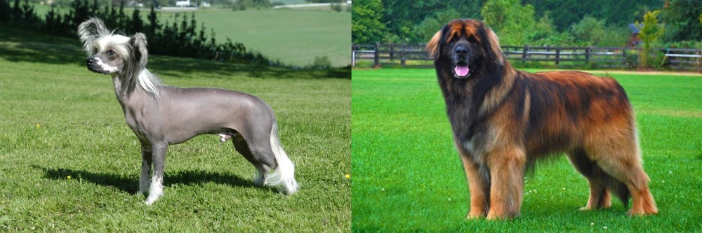 Leonberger vs Chinese Crested Dog - Breed Comparison