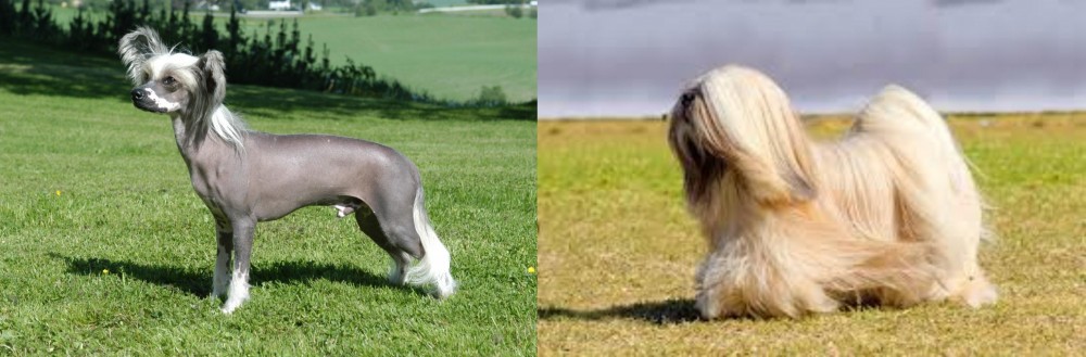 Lhasa Apso vs Chinese Crested Dog - Breed Comparison