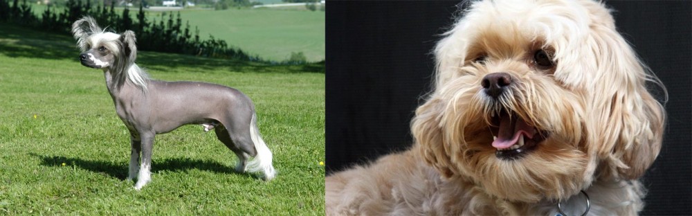 Lhasapoo vs Chinese Crested Dog - Breed Comparison