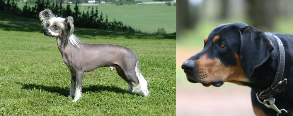 Lithuanian Hound vs Chinese Crested Dog - Breed Comparison
