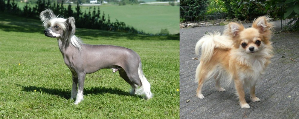 Long Haired Chihuahua vs Chinese Crested Dog - Breed Comparison