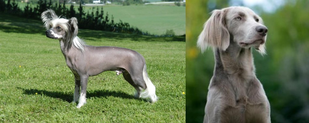 Longhaired Weimaraner vs Chinese Crested Dog - Breed Comparison