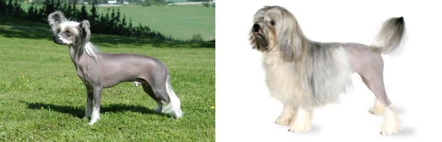 Lowchen vs Chinese Crested Dog - Breed Comparison