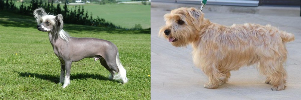 Lucas Terrier vs Chinese Crested Dog - Breed Comparison