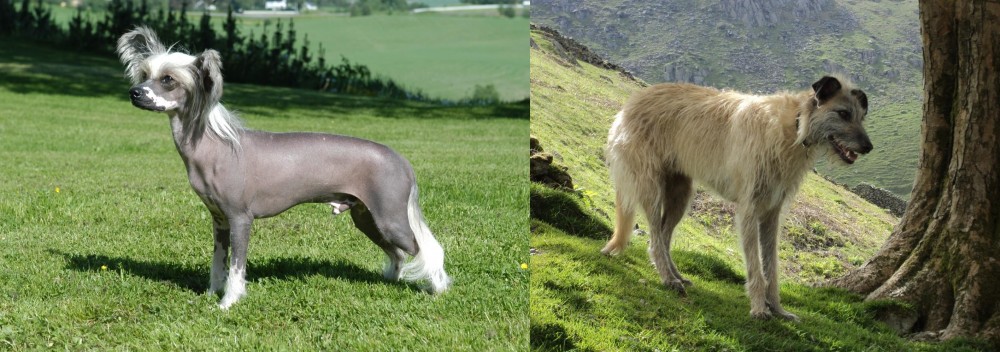 Lurcher vs Chinese Crested Dog - Breed Comparison