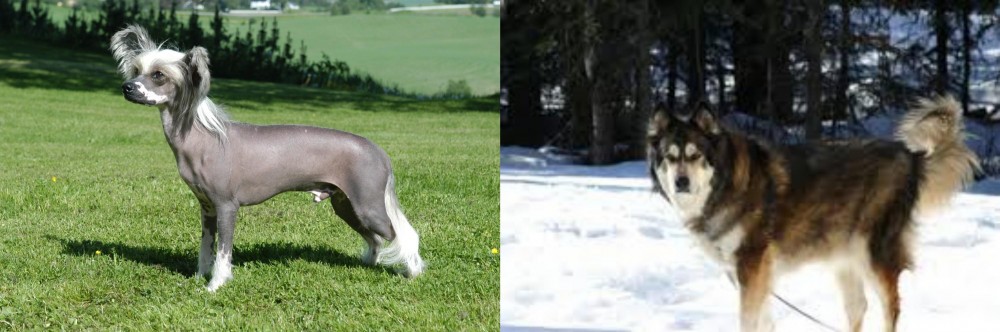 Mackenzie River Husky vs Chinese Crested Dog - Breed Comparison