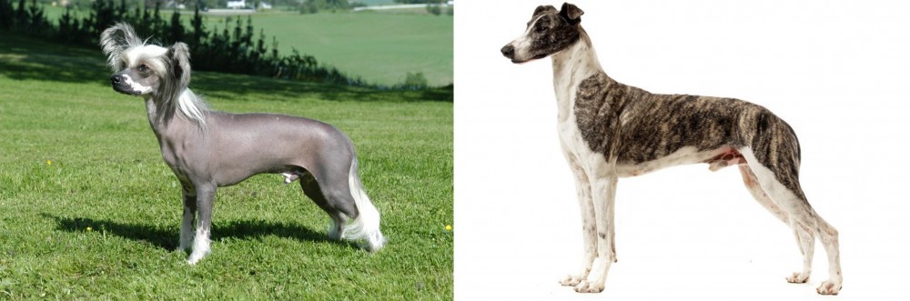 Magyar Agar vs Chinese Crested Dog - Breed Comparison