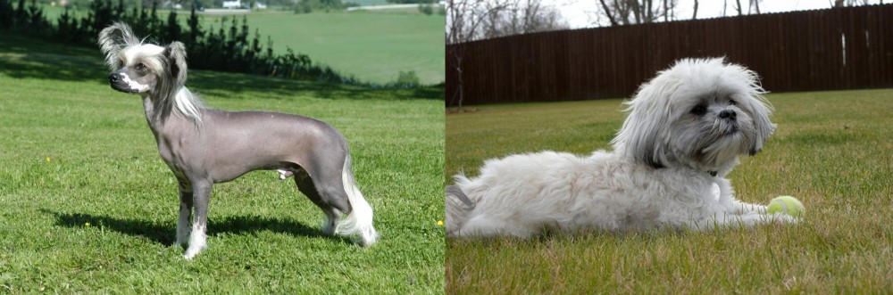 Mal-Shi vs Chinese Crested Dog - Breed Comparison