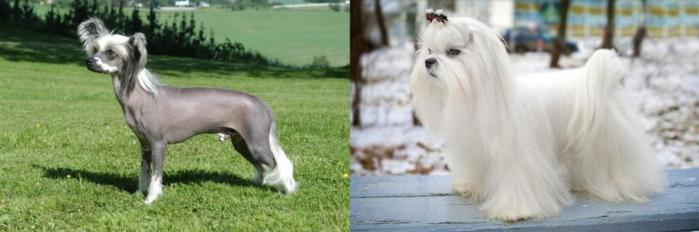 Maltese vs Chinese Crested Dog - Breed Comparison