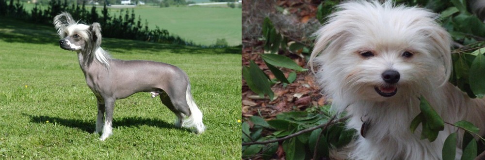 Malti-Pom vs Chinese Crested Dog - Breed Comparison