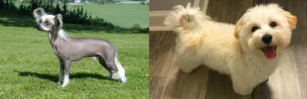 Maltipoo vs Chinese Crested Dog - Breed Comparison
