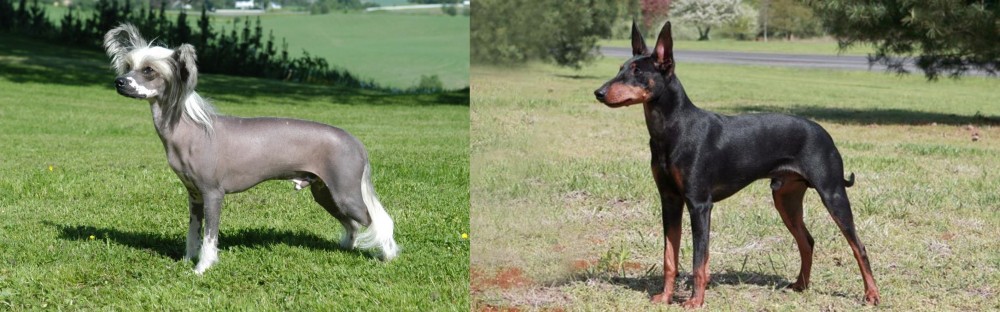 Manchester Terrier vs Chinese Crested Dog - Breed Comparison