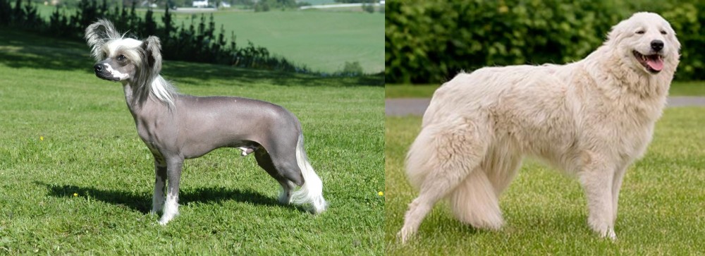 Maremma Sheepdog vs Chinese Crested Dog - Breed Comparison