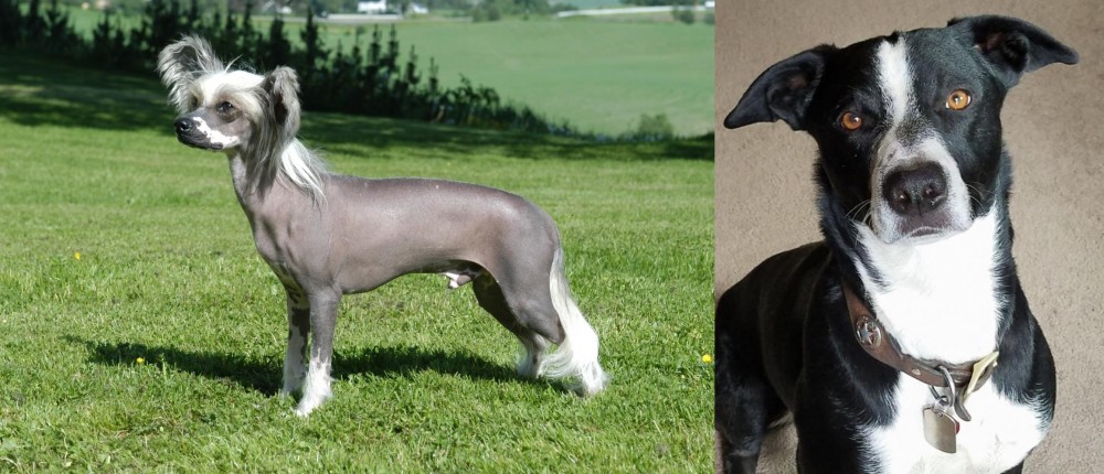McNab vs Chinese Crested Dog - Breed Comparison