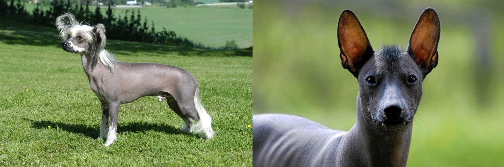Mexican Hairless vs Chinese Crested Dog - Breed Comparison