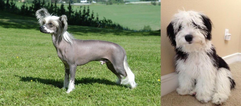 Mini Sheepadoodles vs Chinese Crested Dog - Breed Comparison