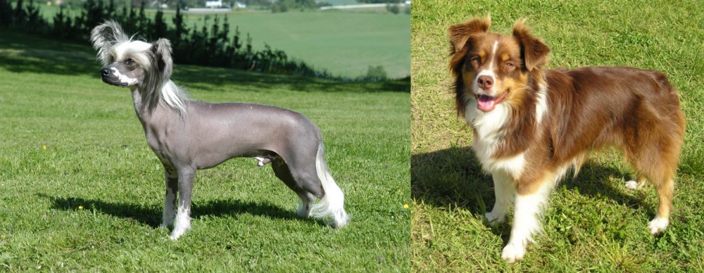 Miniature Australian Shepherd vs Chinese Crested Dog - Breed Comparison