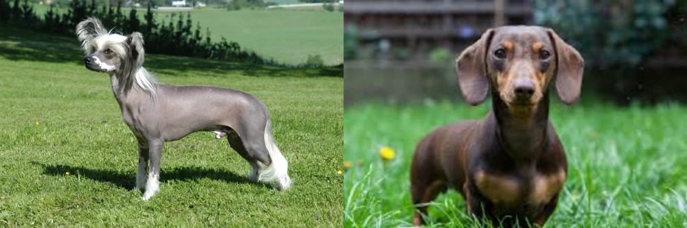 Miniature Dachshund vs Chinese Crested Dog - Breed Comparison