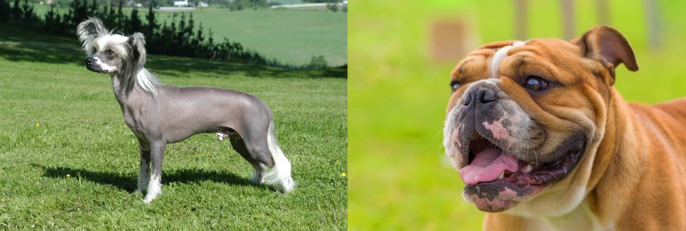 Miniature English Bulldog vs Chinese Crested Dog - Breed Comparison