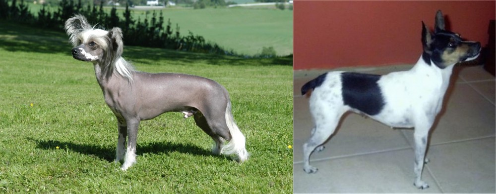 Miniature Fox Terrier vs Chinese Crested Dog - Breed Comparison