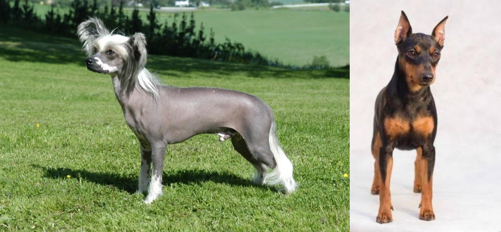 Miniature Pinscher vs Chinese Crested Dog - Breed Comparison